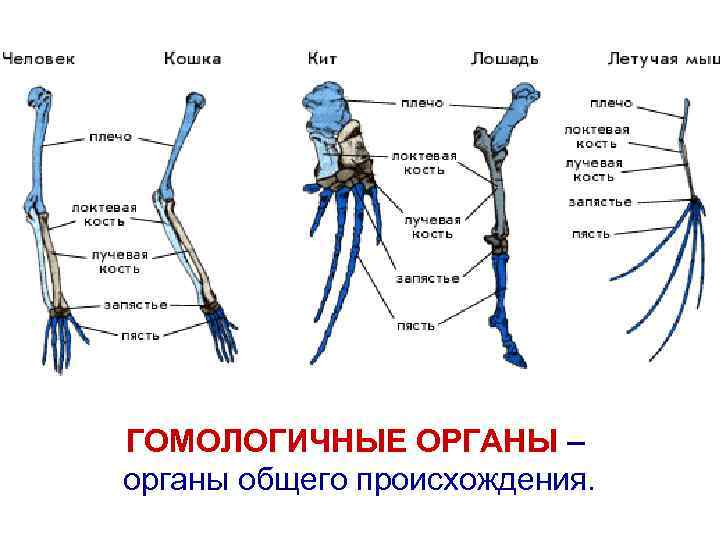 Органы выполняющие одинаковые функции но не имеющие сходного плана строения и общего происхождения