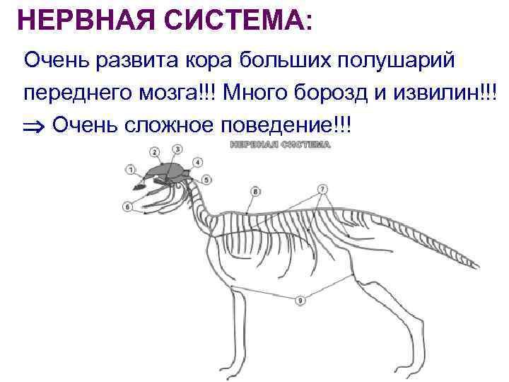 НЕРВНАЯ СИСТЕМА: Очень развита кора больших полушарий переднего мозга!!! Много борозд и извилин!!! Очень