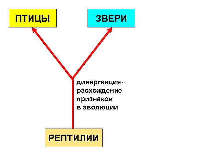 ПТИЦЫ ЗВЕРИ дивергенциярасхождение признаков в эволюции РЕПТИЛИИ 
