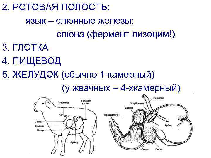 2. РОТОВАЯ ПОЛОСТЬ: язык – слюнные железы: слюна (фермент лизоцим!) 3. ГЛОТКА 4. ПИЩЕВОД