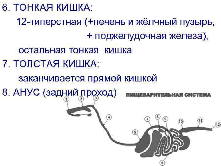 6. ТОНКАЯ КИШКА: 12 -типерстная (+печень и жёлчный пузырь, + поджелудочная железа), остальная тонкая