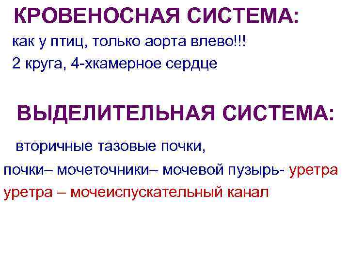КРОВЕНОСНАЯ СИСТЕМА: как у птиц, только аорта влево!!! 2 круга, 4 -хкамерное сердце ВЫДЕЛИТЕЛЬНАЯ