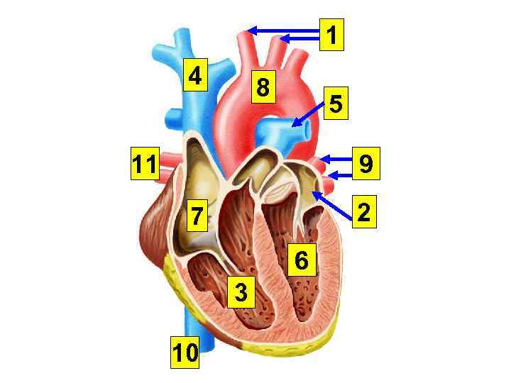1 4 8 5 11 9 2 7 6 3 10 