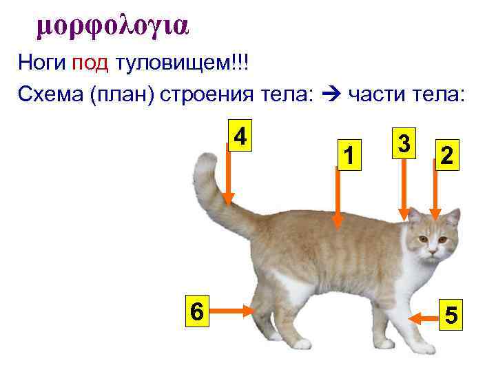 Изучить общий план строения тела млекопитающих котенок