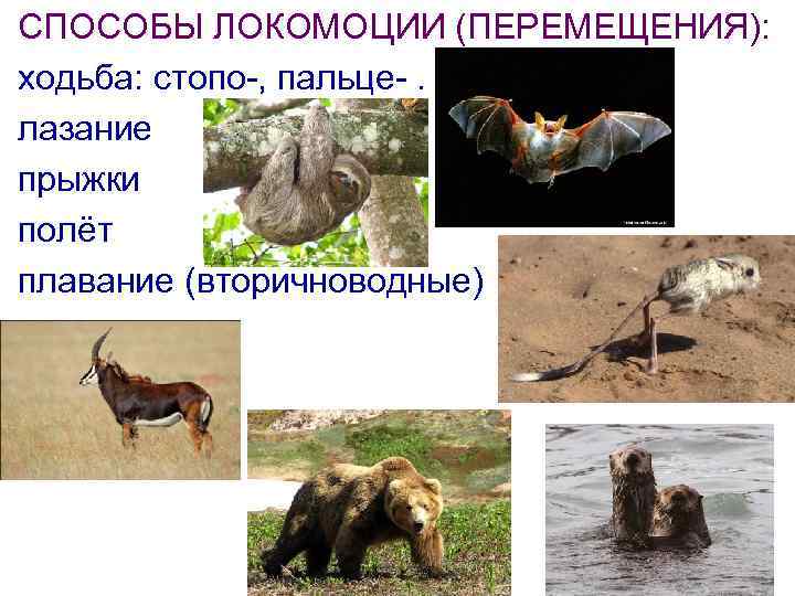 СПОСОБЫ ЛОКОМОЦИИ (ПЕРЕМЕЩЕНИЯ): ходьба: стопо-, пальце-. лазание прыжки полёт плавание (вторичноводные) 