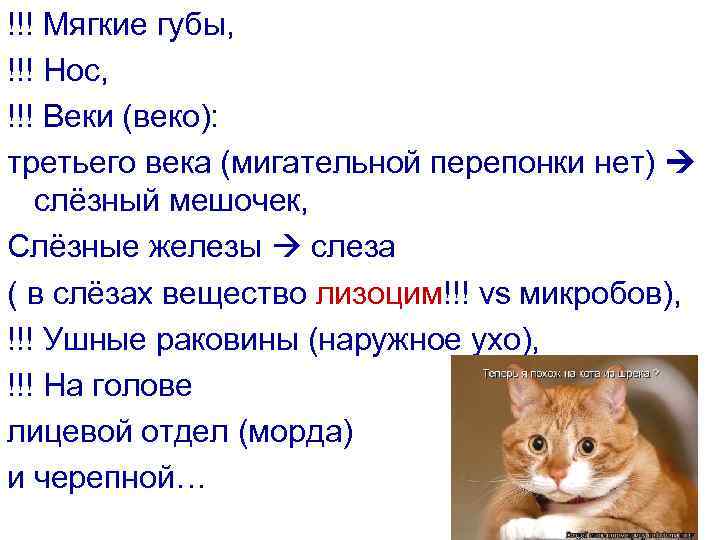 !!! Мягкие губы, !!! Нос, !!! Веки (веко): третьего века (мигательной перепонки нет) слёзный