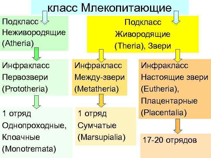 класс Млекопитающие Подкласс Неживородящие (Atheria) Инфракласс Первозвери (Prototheria) 1 отряд Однопроходные, Клоачные (Monotremata) Подкласс