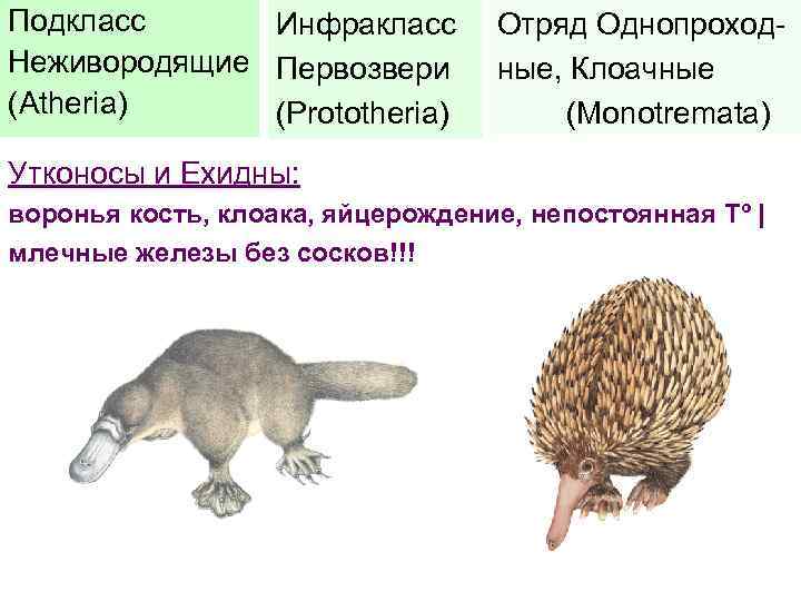 Подкласс Инфракласс Неживородящие Первозвери (Atheria) (Prototheria) Отряд Однопроходные, Клоачные (Monotremata) Утконосы и Ехидны: воронья