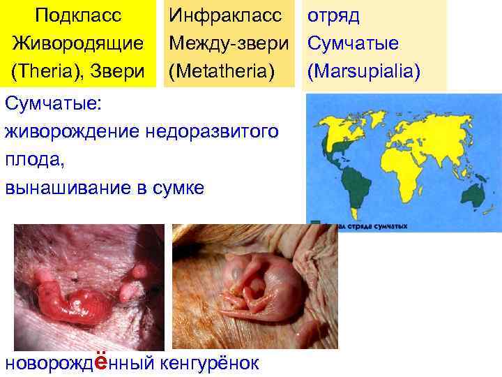 Подкласс Живородящие (Theria), Звери Инфракласс отряд Между-звери Сумчатые (Metatheria) (Marsupialia) Сумчатые: живорождение недоразвитого плода,