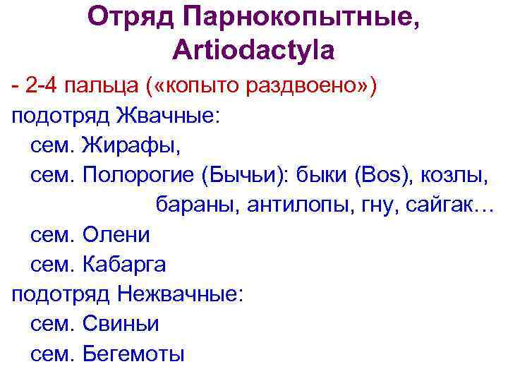 Отряд Парнокопытные, Artiodactyla - 2 -4 пальца ( «копыто раздвоено» ) подотряд Жвачные: сем.