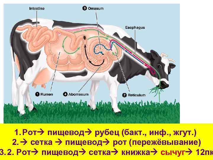 1. Рот пищевод рубец (бакт. , инф. , жгут. ) 2. сетка пищевод рот