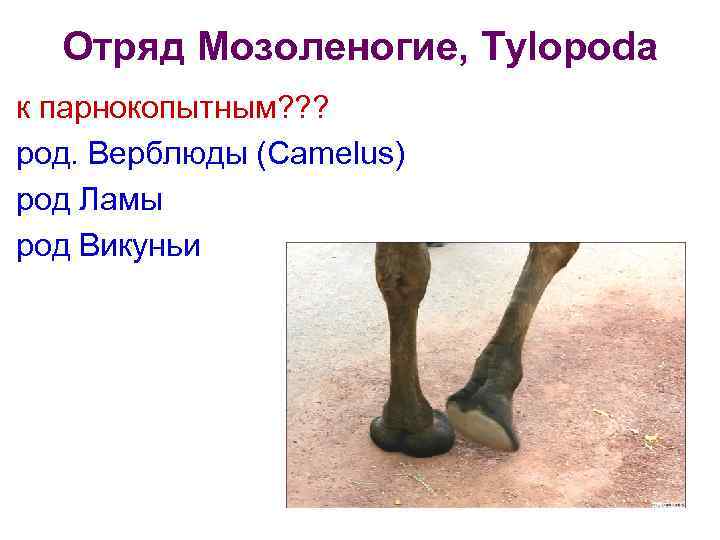 Отряд Мозоленогие, Tylopoda к парнокопытным? ? ? род. Верблюды (Camelus) род Ламы род Викуньи