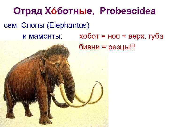 Отряд Хόботные, Probescidea сем. Слоны (Elephantus) и мамонты: хобот = нос + верх. губа