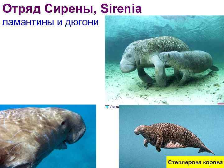 Отряд Сирены, Sirenia ламантины и дюгони Стеллерова корова 