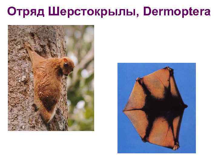 Отряд Шерстокрылы, Dermoptera 