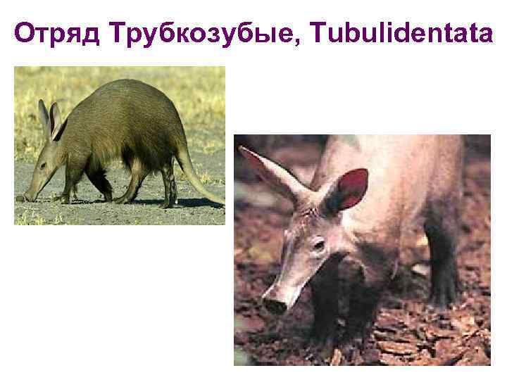 Отряд Трубкозубые, Tubulidentata 