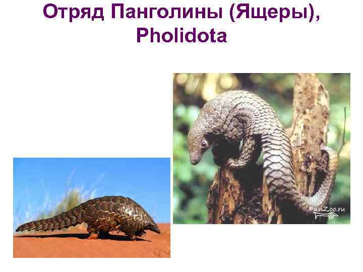 Отряд Панголины (Ящеры), Pholidota 