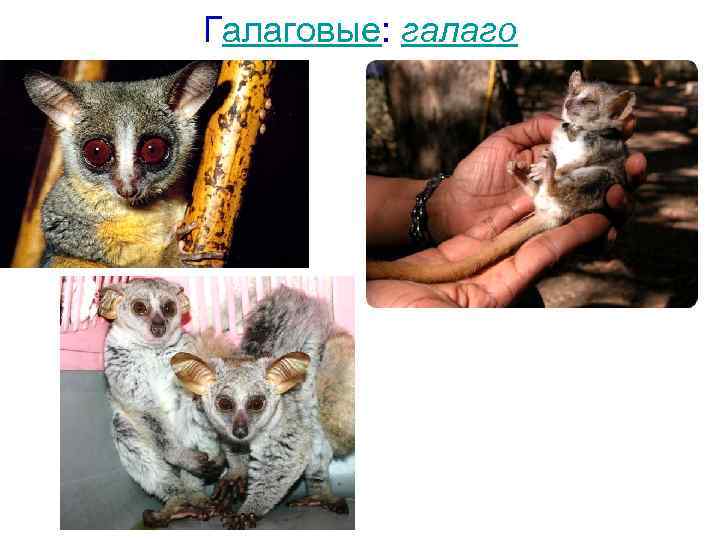 Галаговые: галаго 