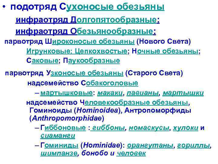  • подотряд Сухоносые обезьяны инфраотряд Долгопятообразные: инфраотряд Обезьянообразные: парвотряд Широконосые обезьяны (Нового Света)