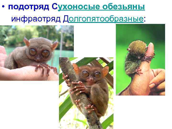  • подотряд Сухоносые обезьяны инфраотряд Долгопятообразные: 