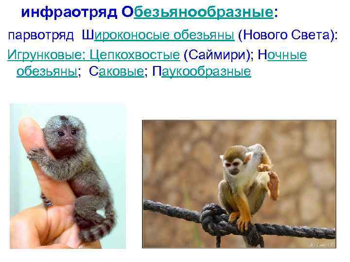 инфраотряд Обезьянообразные: парвотряд Широконосые обезьяны (Нового Света): Игрунковые; Цепкохвостые (Саймири); Ночные обезьяны; Саковые; Паукообразные