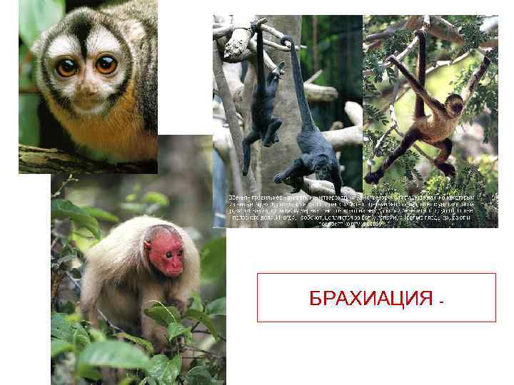 БРАХИАЦИЯ - 