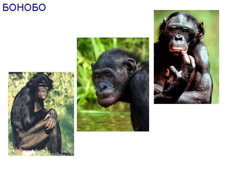 БОНОБО 
