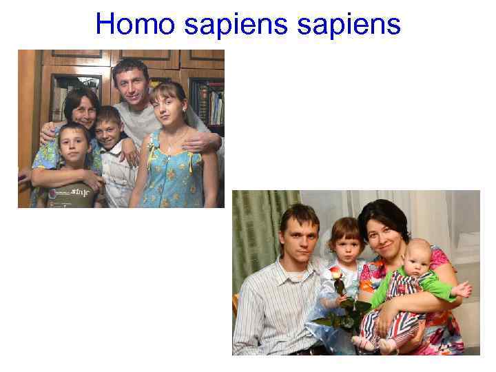 Homo sapiens 
