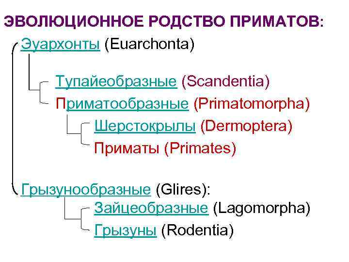 Primatomorpha