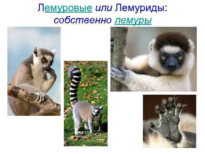 Лемуровые или Лемуриды: собственно лемуры 