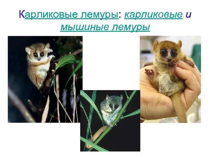 Карликовые лемуры: карликовые и мышиные лемуры 