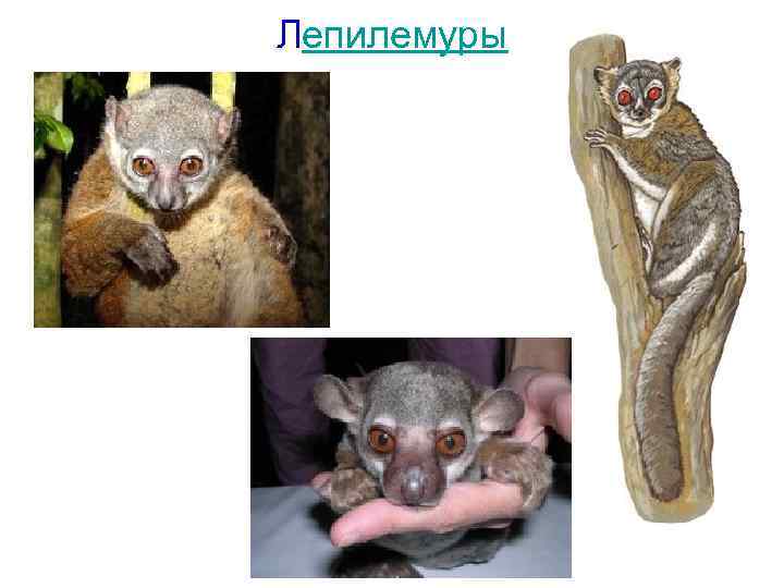 Лепилемуры 