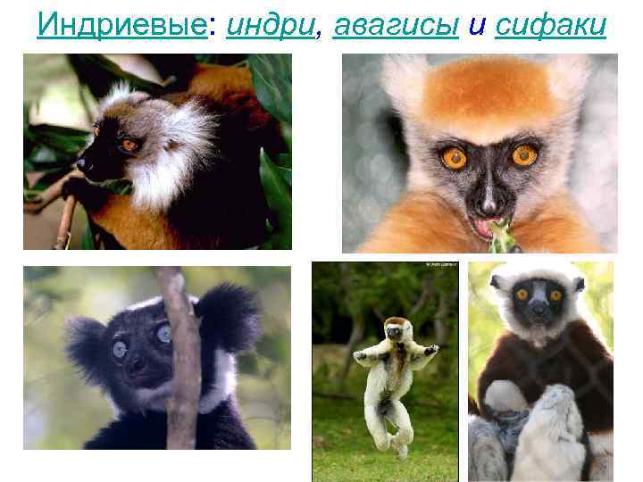 Индриевые: индри, авагисы и сифаки 