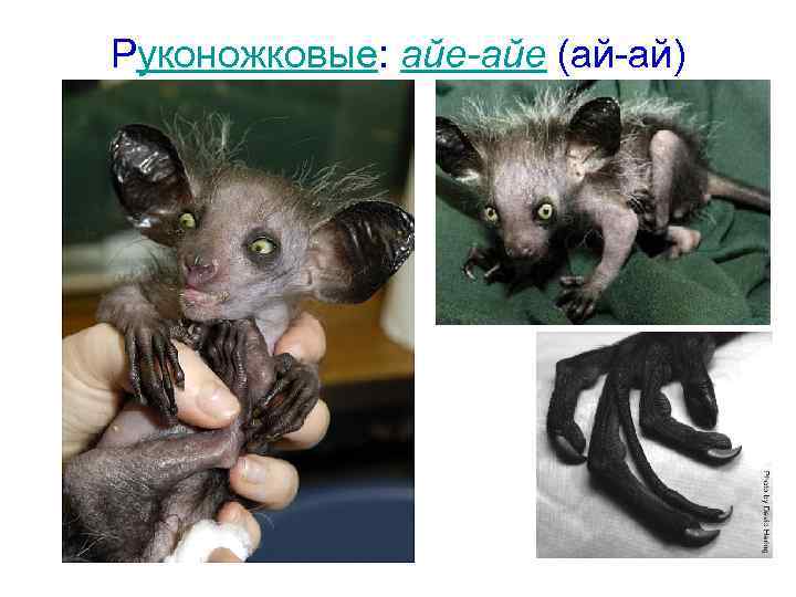Руконожковые: айе-айе (ай-ай) 