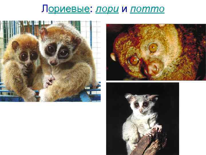 Лориевые: лори и потто 