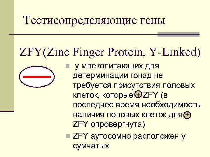 Тестисопределяющие гены ZFY(Zinc Finger Protein, Y-Linked) n у млекопитающих для детерминации гонад не требуется