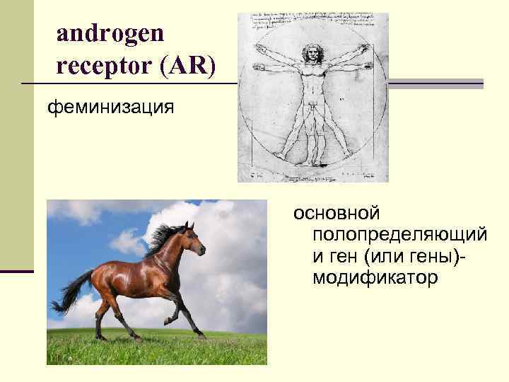 androgen receptor (AR) феминизация основной полопределяющий и ген (или гены)- модификатор 