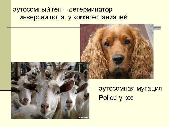 аутосомный ген – детерминатор инверсии пола у коккер-спаниэлей аутосомная мутация Polled у коз 