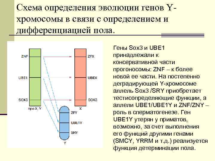 Схема определения эволюции генов Y- хромосомы в связи с определением и дифференциацией пола. Гены