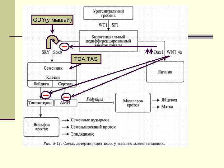 GDY(у мышей) TDA, TAS 