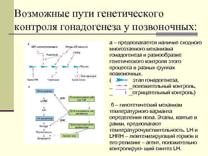 Возможные пути генетического контроля гонадогенеза у позвоночных: а – предполагается наличие сходного многоэтапного механизма