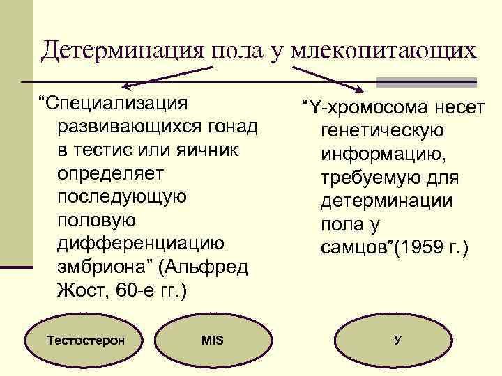  Детерминация пола у млекопитающих “Специализация развивающихся гонад в тестис или яичник определяет последующую