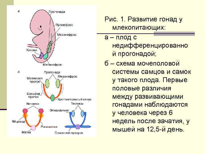 Рис. 1. Развитие гонад у млекопитающих: а – плод с недифференцированно й прогонадой; б
