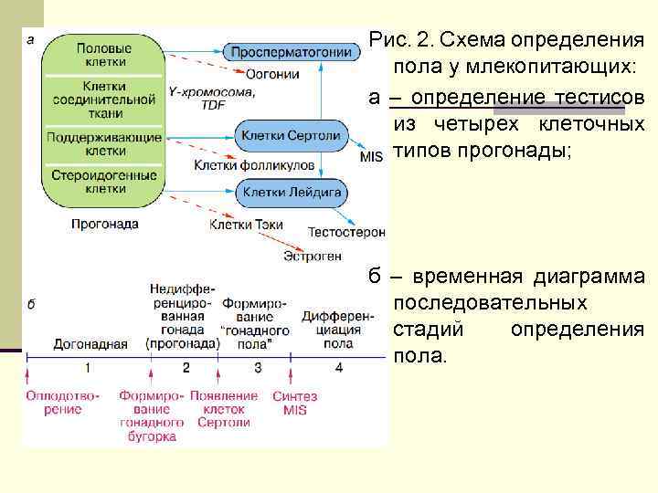 Рис. 2. Схема определения пола у млекопитающих: а – определение тестисов из четырех клеточных
