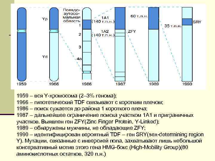 1959 – вся Y-хромосома (2– 3% генома); 1966 – гипотетический TDF связывают с коротким