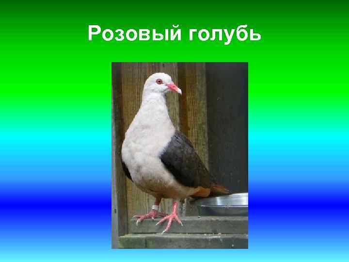 Розовый голубь 