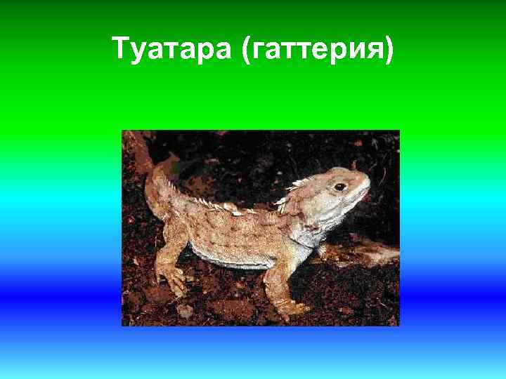 Туатара (гаттерия) 