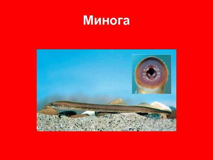 Минога 