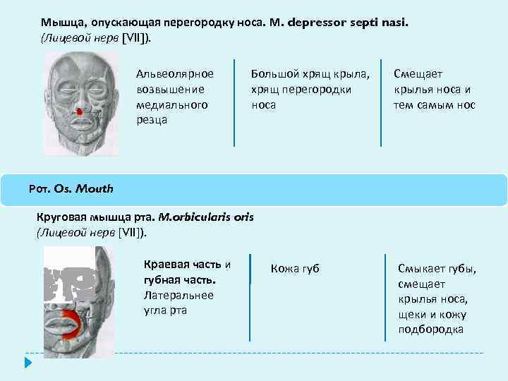 Мышца, опускающая перегородку носа. М. depressor septi nasi. (Лицевой нерв [VII]). Альвеолярное возвышение медиального