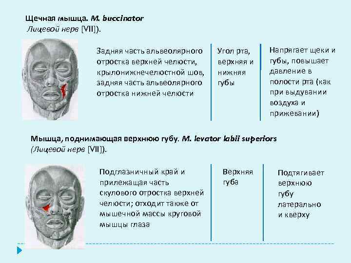 Щечная мышца. М. buccinator Лицевой нерв [VII]). Задняя часть альвеолярного отростка верхней челюсти, крылонижнечелюстной